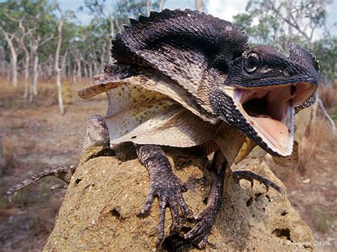 National Geographics: Frilled lizards australian danger