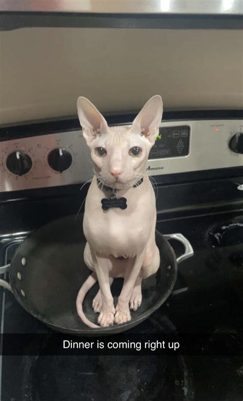 10000 best Snapchats images on Pholder | Sommer Ray, Pewdiepie