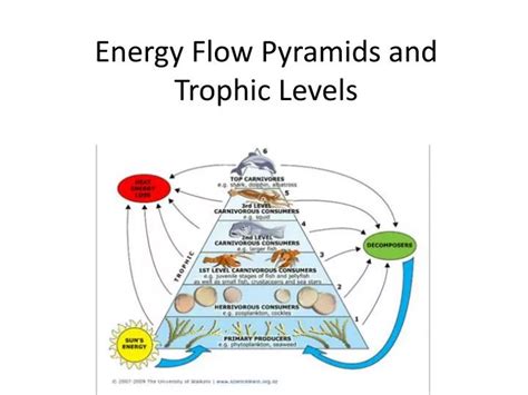 Ppt Energy Flow Pyramids And Trophic Levels Powerpoint 45 Off