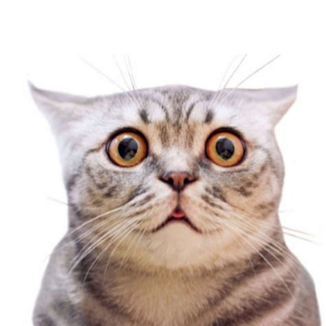 Freaks And Cute Kitten Cat Youtube