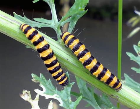 Caterpillar Moth Caterpillar Black N Yellow