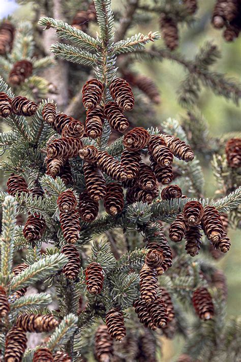 White Spruce From Rockland County NY USA On September 15 2023 At 11