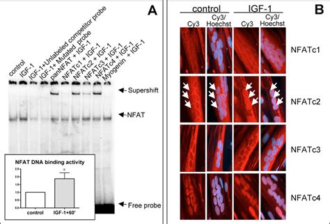 IGF 1 Induces An Increase In The DNA Binding Activity Of The NFAT