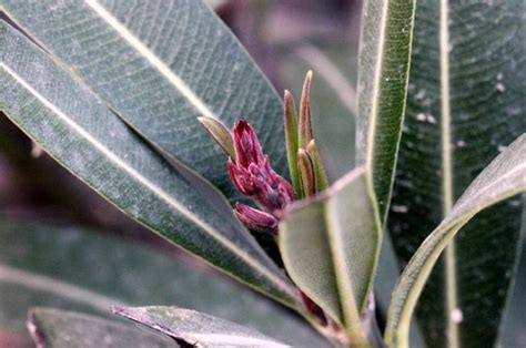 Planta Decorativ Dar Extrem De Toxic Pe Care Mul I Rom Ni O Au N