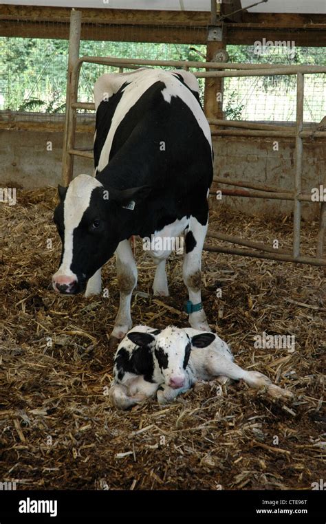 Newborn Calf and Mother Stock Photo - Alamy