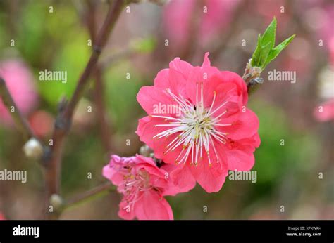 Japanese apricot blossom Stock Photo - Alamy