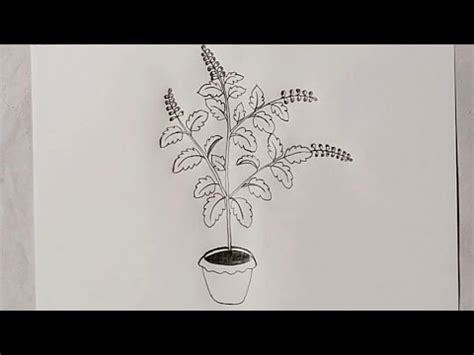 Tulsi Plant Drawing How To Draw Tulsi Plant Step By Step Tulsi Leaf