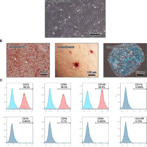 Characterization Of Isolated Huc Mscs A Morphology Of Huc Mscs In