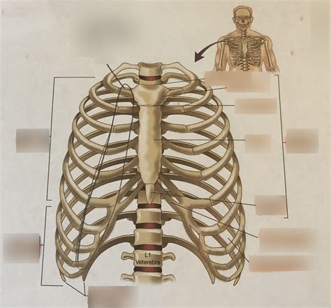 The Thoracic Cage Diagram Quizlet