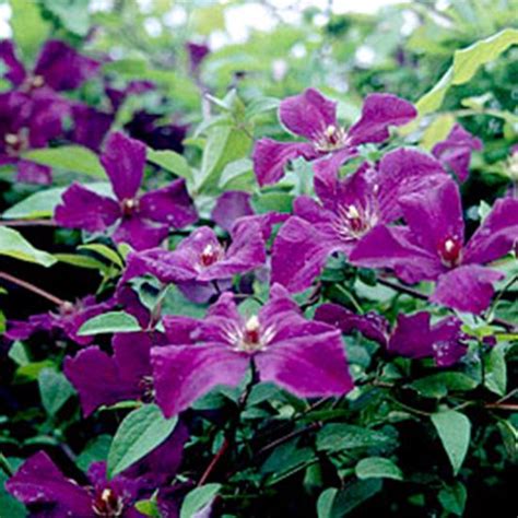 Clematis Viticella Polish Spirit Bosrank Klimplant 50 60 Cm In Pot