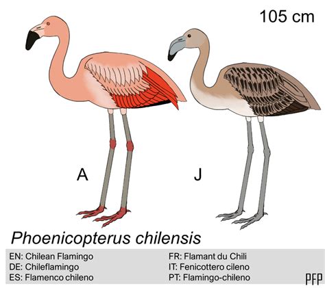 Other bird species | Introduced Bird Interaction Survey