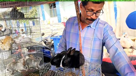 RABBIT PRICE IN GALIFF STREET GALIFF STREET RABBIT MARKET GALIFF