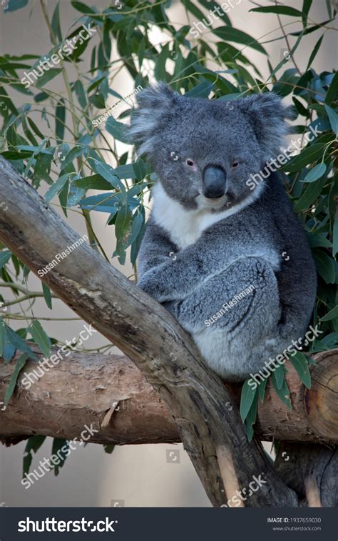Koala Images, Stock Photos & Vectors | Shutterstock