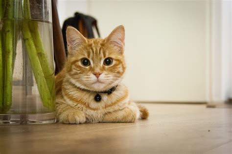 Молодой Кот Котенок Домашняя Кошка - Бесплатное фото на Pixabay