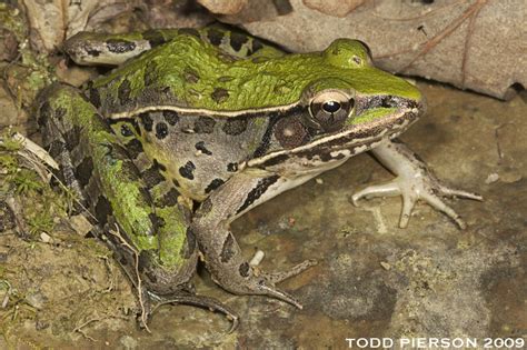 Southern Leopard Frog Reptiles And Amphibians Of Natchez Trace Parkway