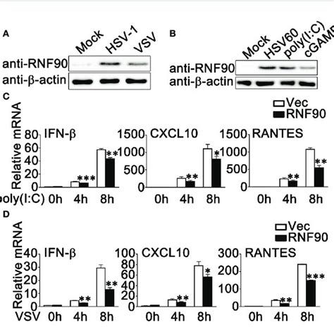 RNF90 Deficiency Promotes RNA Virus Triggered Innate Immune Responses