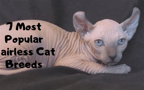 7 Most Popular Hairless Cat Breeds in the World