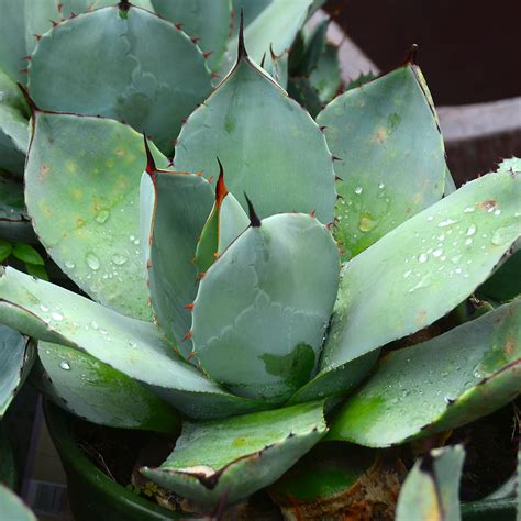 Agave parryi var. truncata | | Arts Nursery Ltd