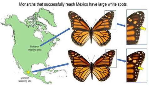 As Afectan Las Manchas De Las Alas De La Mariposa Monarca En Su Migraci N