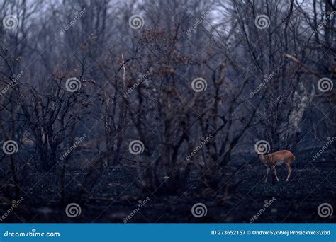 Africa Fire Steenbok Raphicerus Campestris Fire Burned Destroyed