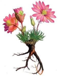 Bitterroot | NaturalAlternativeRemedy