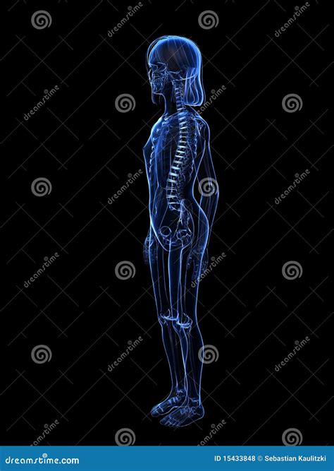 Young Girl Anatomy Stock Illustration Illustration Of Skeleton