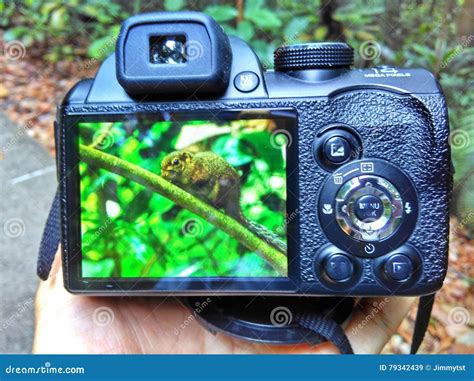 rear lcd screen digital camera royalty  stock photography