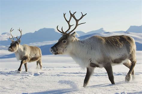 Reindeer - A-Z Animals