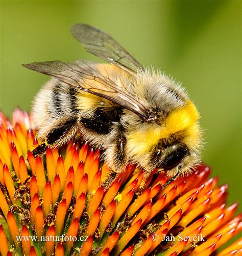 Hummel Bilder, Hummel Fotos | NaturFoto