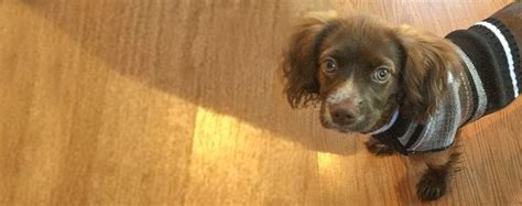 Chi-Spaniel | Dog Breed Facts and Information - Wag! Dog Walking