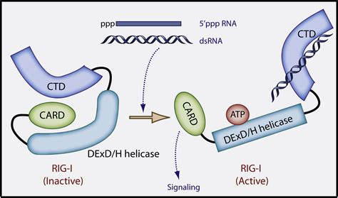 Structural Mechanism Of Rna Recognition By The Rig I Like Receptors