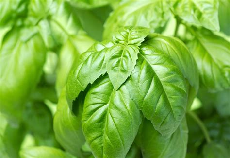 All About The Basil Plant: An Herb to Inspire Warmth and Sunlight