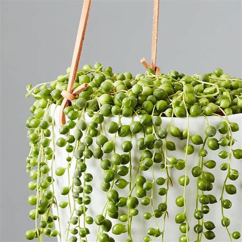 String Of Pearls Hanging Plant Plant Ideas