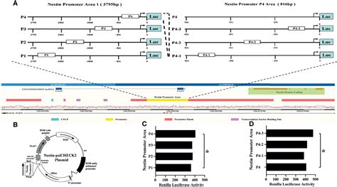 Frontiers LncRNA ENST869 Targeting Nestin Transcriptional Region To