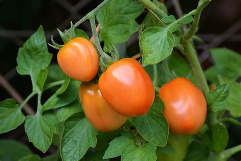 300000 Free Tomato Plant And Tomato Images Pixabay