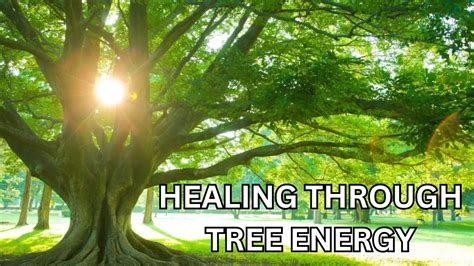 How To Connect With Tree Energy For Self Healing In Easy Steps