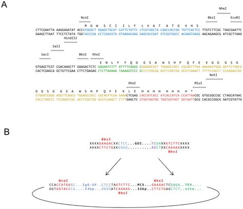 Upstream of the MCS pFlpBtM harbours a human IgG signal peptide... | Download Scientific Diagram