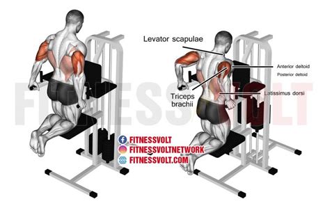 Machine Assisted Triceps Dip Triceps Exercise Guides And Videos Fitness Volt