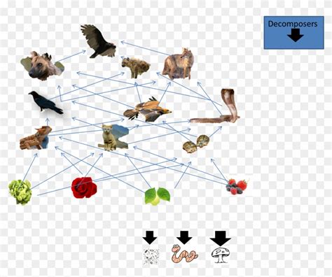 Feeding Habits Egyptian Tortoise Png Simple Tortoise - Food Web Of A ...