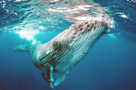 Baleen Whales Underwater Songs Unveiled US Harbors