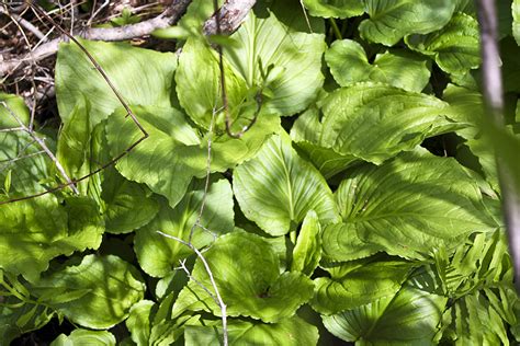 Minnesota Seasons Skunk Cabbage