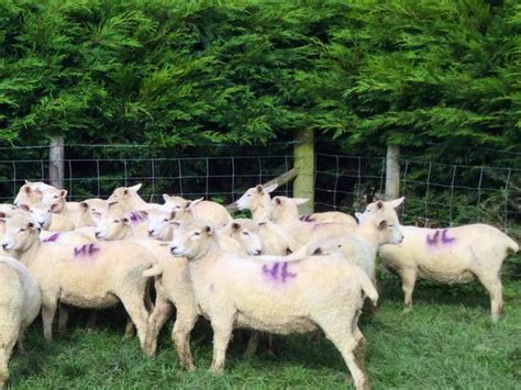 40 New Zealand Romney Breeding Lambs | SellMyLivestock - The Online ...