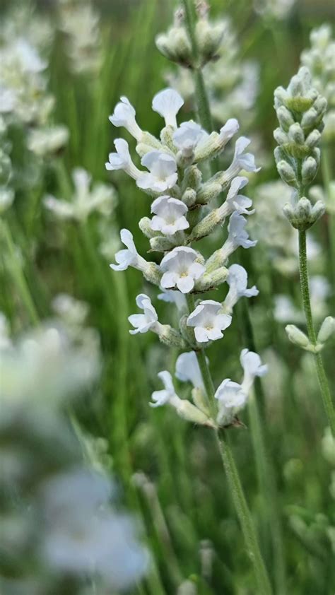 Lavandula Angustifolia Big Time White Quality Cuttings