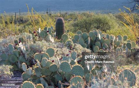 Sonoran Desert National Park Photos And Premium High Res Pictures