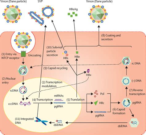 Hepatitis B Virus Pathogenesis