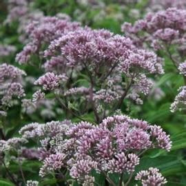 Sadziec Plamisty Atropurpureum Eupatorium Maculatum Albamar