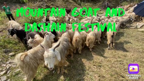 Mountain Goatchyangra And Dashain Festival Youtube