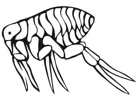 Insects - A flea view with the microscope