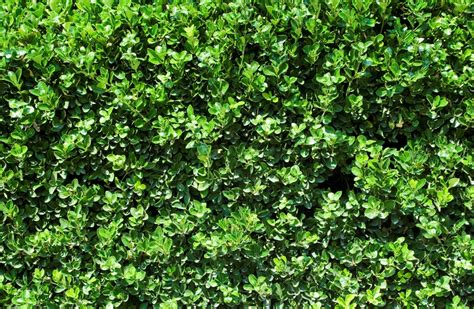 Privet Is Toxic To Dogs Pet Poison Helpline®