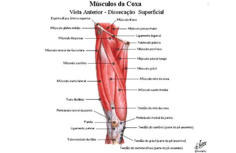 Músculos da coxa Anatomia papel e caneta